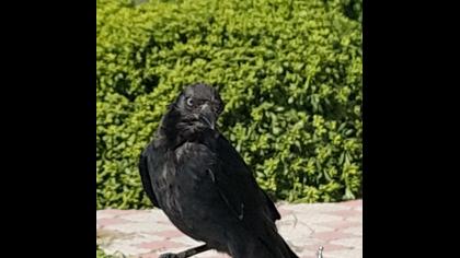 Western Jackdaw