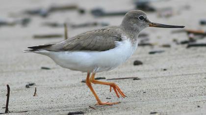 Terek Sandpiper