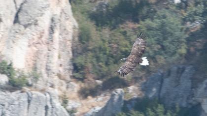 White-tailed Eagle
