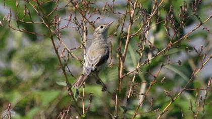 Booted Warbler