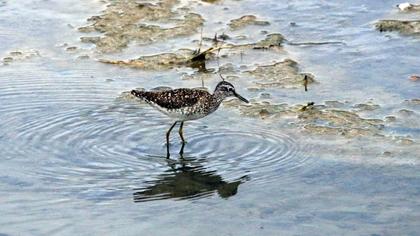 Wood Sandpiper