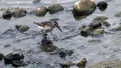 Broad-billed Sandpiper