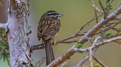 Rock Bunting