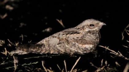 European Nightjar