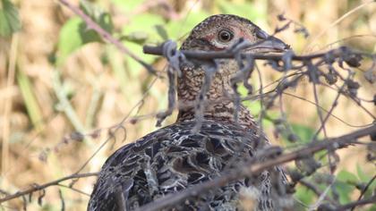 Common Pheasant