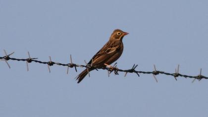 Ortolan Bunting