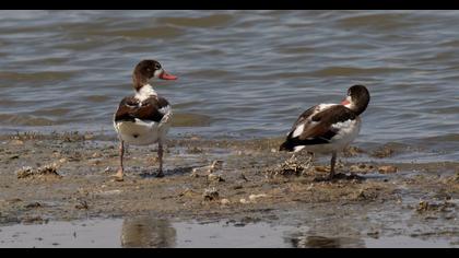 Common Shelduck