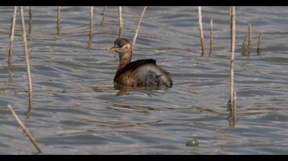 Little Grebe