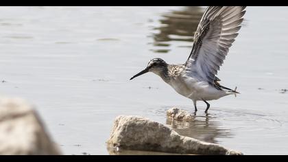Broad-billed Sandpiper