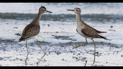 Wood Sandpiper
