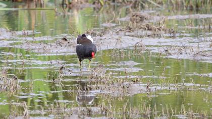 Common Moorhen
