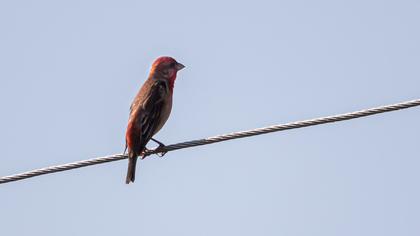 Common Rosefinch