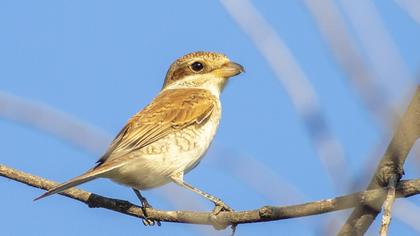 Red-backed Shrike