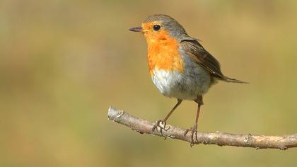 European Robin
