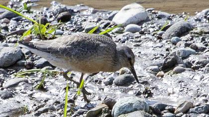 Red Knot