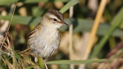 Sedge Warbler