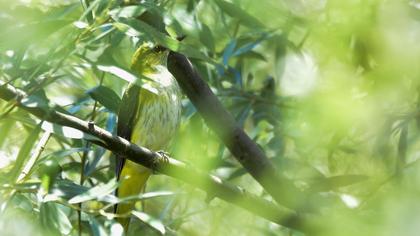 Eurasian Golden Oriole