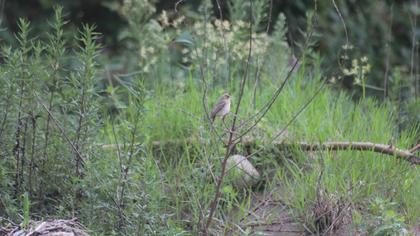 Black-headed Bunting