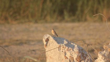 Isabelline Wheatear