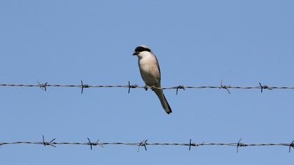 Lesser Grey Shrike