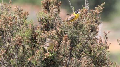 Black-headed Bunting