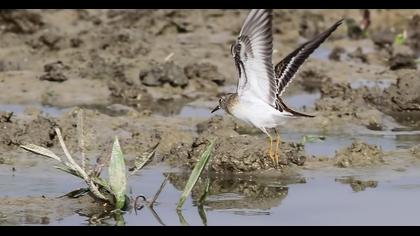 Temminck`s Stint