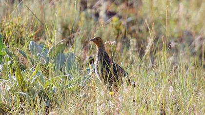 Grey Partridge