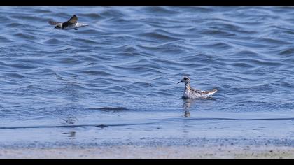 Red-necked Phalarope