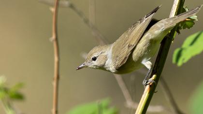Garden Warbler