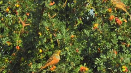 Ortolan Bunting