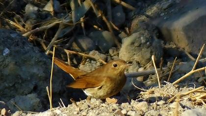 Thrush Nightingale