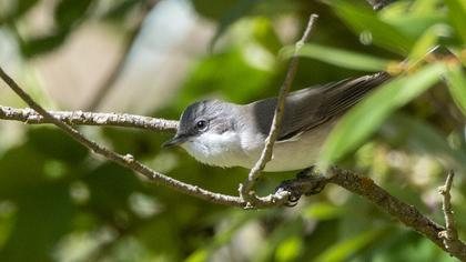 Lesser Whitethroat