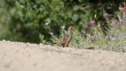 Grey Partridge