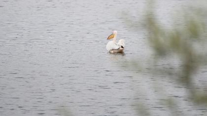 Great White Pelican