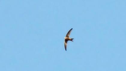 Pallid Swift