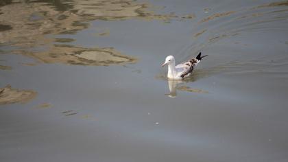 Slender-billed Gull