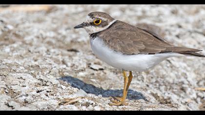 Little Ringed Plover