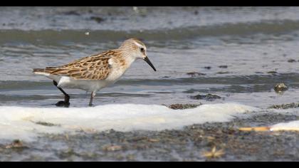 Little Stint