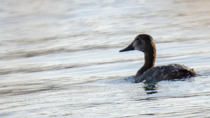 Common Pochard