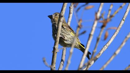 European Greenfinch
