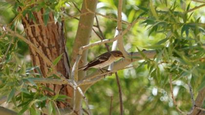 Semicollared Flycatcher
