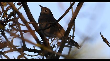 Common Nightingale