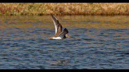 Terek Sandpiper