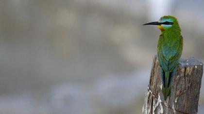 Blue-cheeked Bee-eater