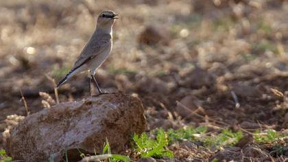 Isabelline Wheatear