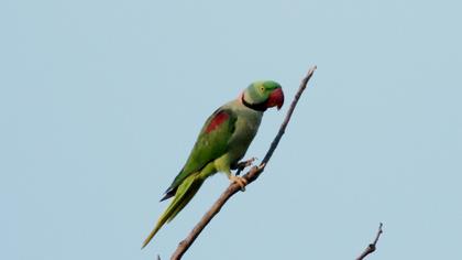 Alexandrine Parakeet