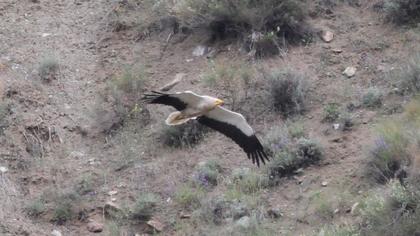 Egyptian Vulture