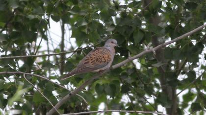 European Turtle Dove