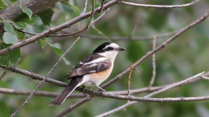 Masked Shrike
