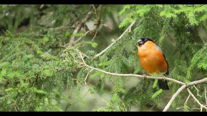 Eurasian Bullfinch